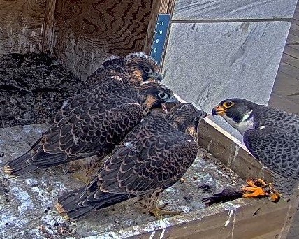 Peregrine Falcon  The Nature Conservancy