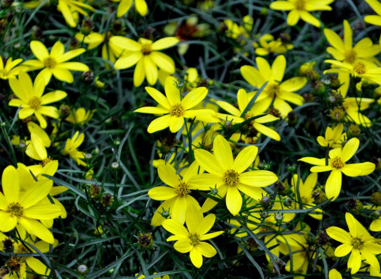 Mayo Clinic Flower of Hope™ Mayo Clinic History & Heritage